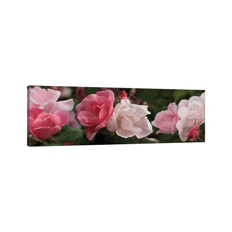Close-Up Of Pink And White Roses by Panoramic Images - Wrapped Canvas Panoramic Print, 30.48 cm H x 91.44 cm W x 1.91 cm D