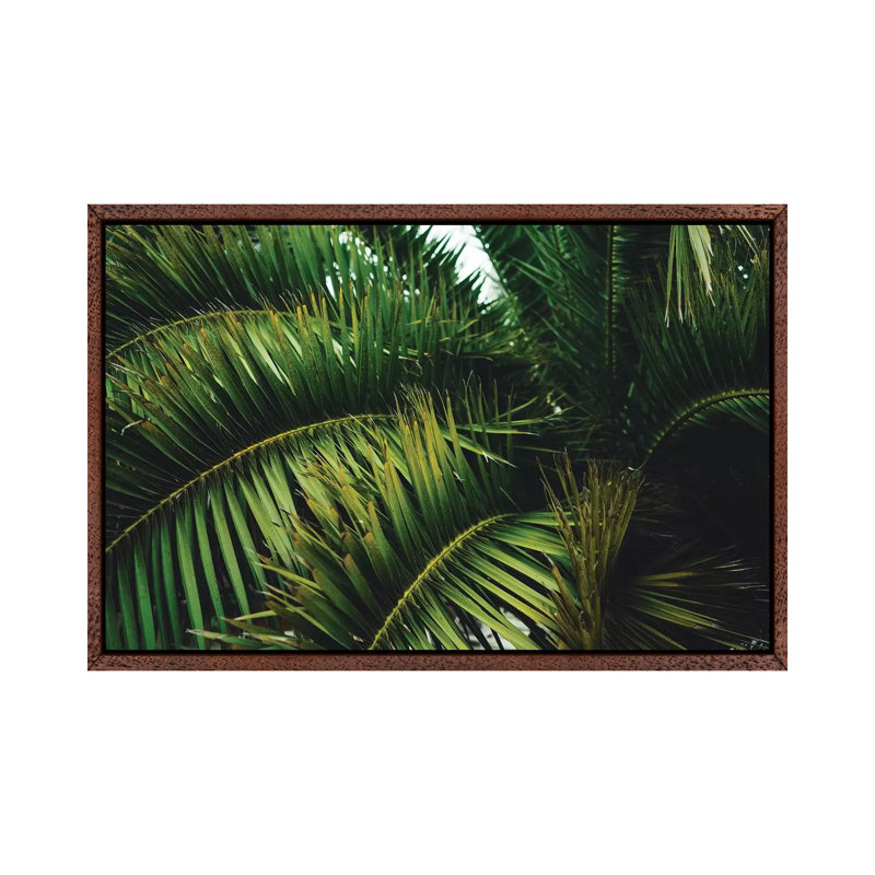San Francisco Palm Tree by Bethany Young - Print on Canvas, 45.72cm H x 66.04cm W x 3.81cm D, Classic Brown Wood Framed