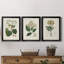 Antique Turpin Botanical IV - Ensemble de 3 peintures sur toile encadrées-1478134884-1478134885