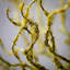 Twig Stem