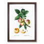 Walnut Framed