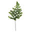 6 plantes