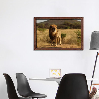 African Lion - Print on Canvas