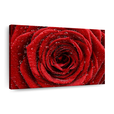 Impression sur toile «Damp Red Rose»