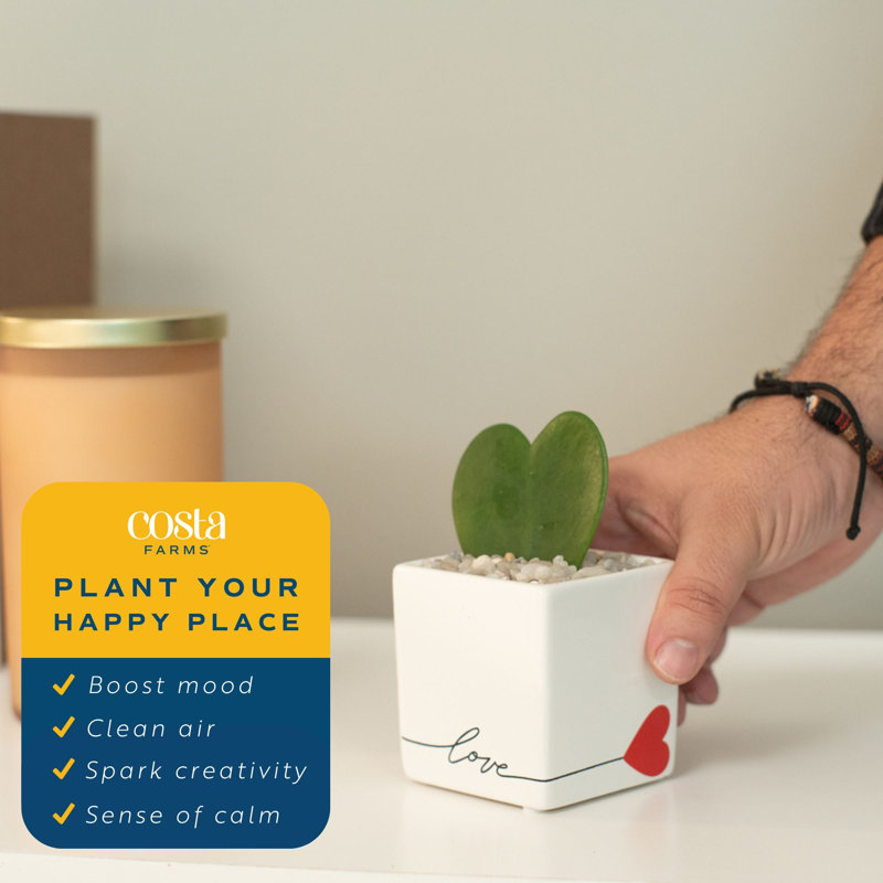 Succulent in Planter