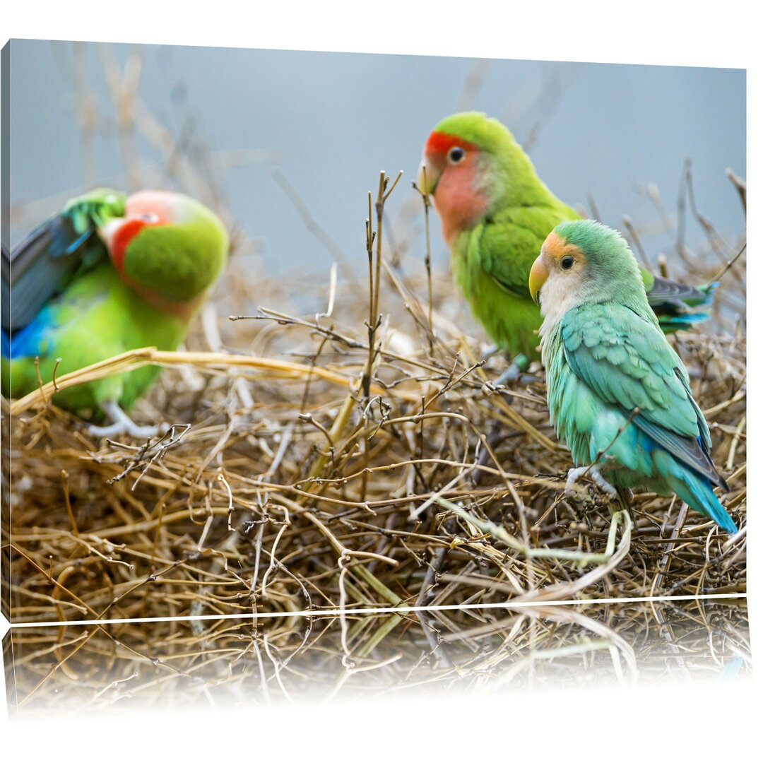 Leinwandbild Papageien im Nest