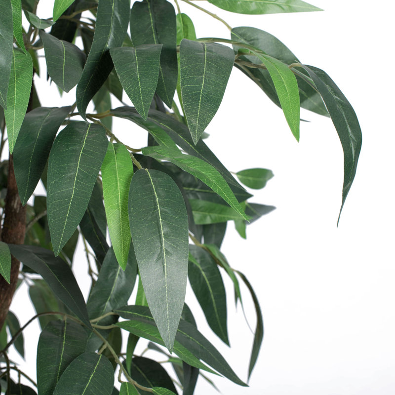 Sapin de feuillage en pot sous le bureau mango