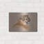"Cougar" par Barbara Keith-619406532