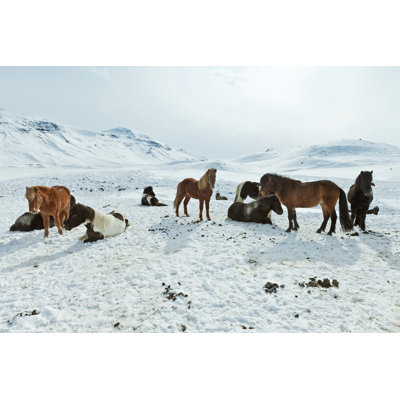 Icelandic Horses in Winter 1 Piece Wrapped Canvas Wall Art
