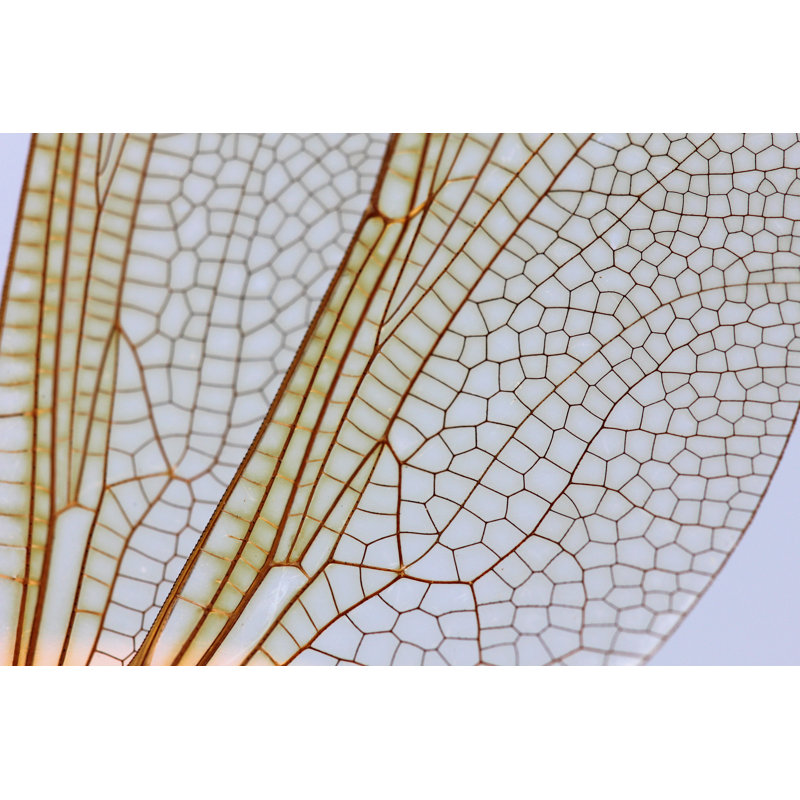 Dragonfly Wings par Dmitry_7, H 8 po x l 12 po