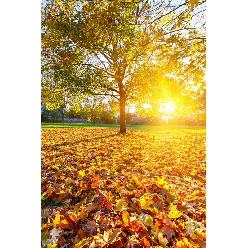 Sunny Autumn Foliage - Photographie sur toile tendue, H 30 po x l 20 po
