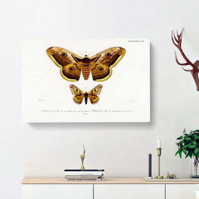 Emperor Moths Illustrations by Charles D' Orbigny - Wrapped Canvas
