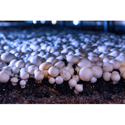 Blue Spectrum Mushroom Grow Light Kit (4-Pack)