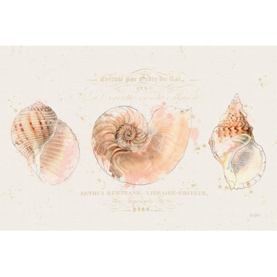 Coquille de collection I