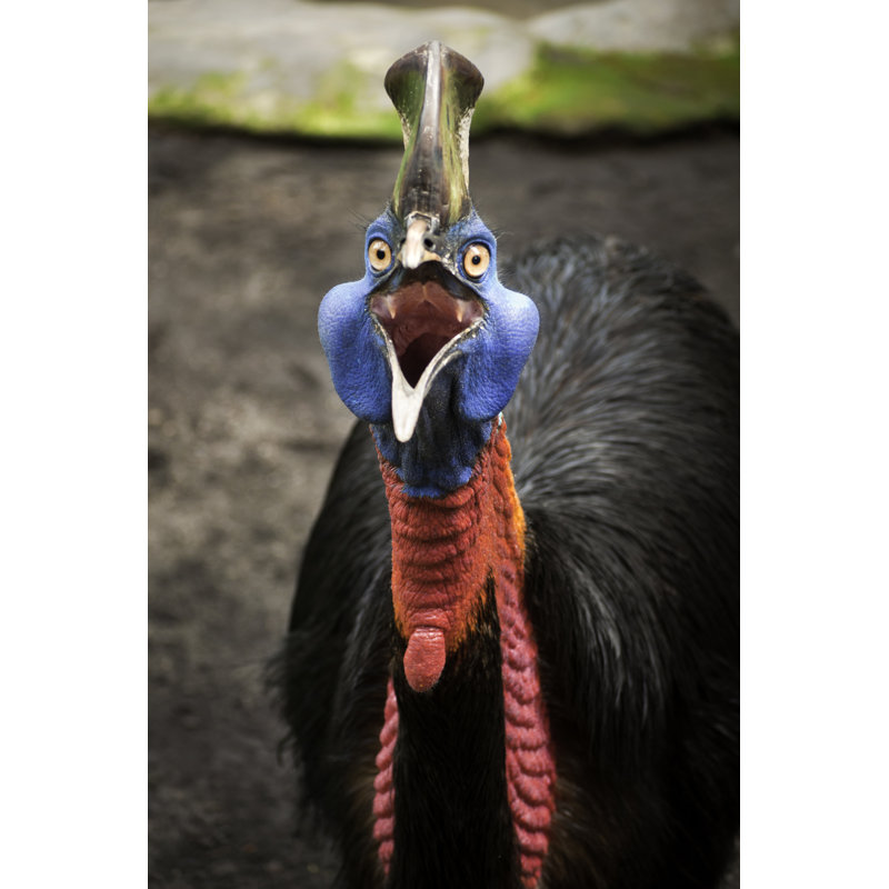 Angry Casuarius by Santonius - Wrapped Canvas Print, 30.48cm H x 20.32cm W