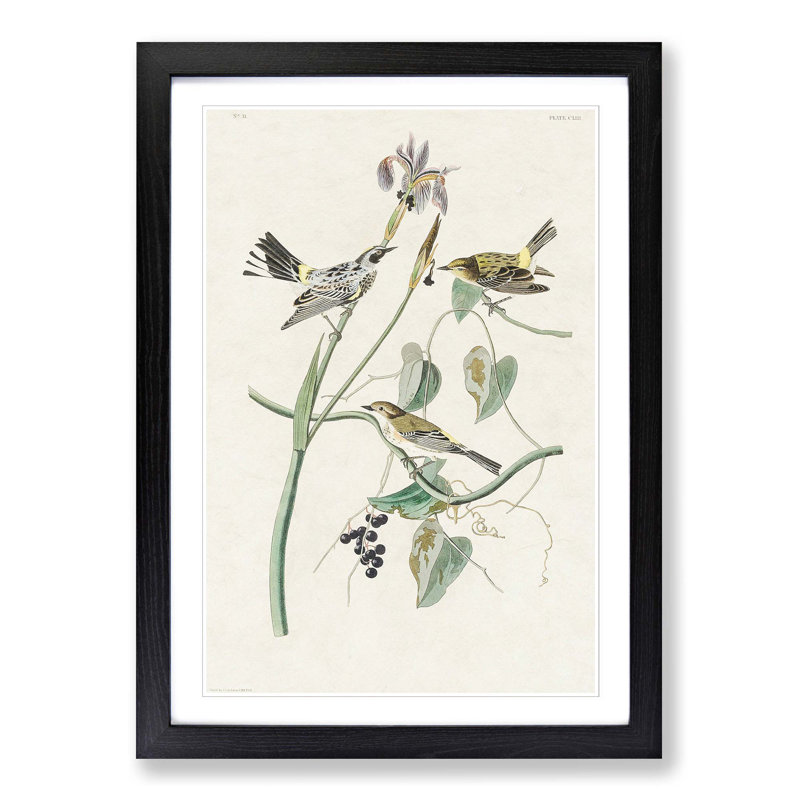 Yellow-Crown Warbler Birds by John James Audubon - Picture Frame Art Print, Black Framed, 65cm H x 48cm W x 2cm D