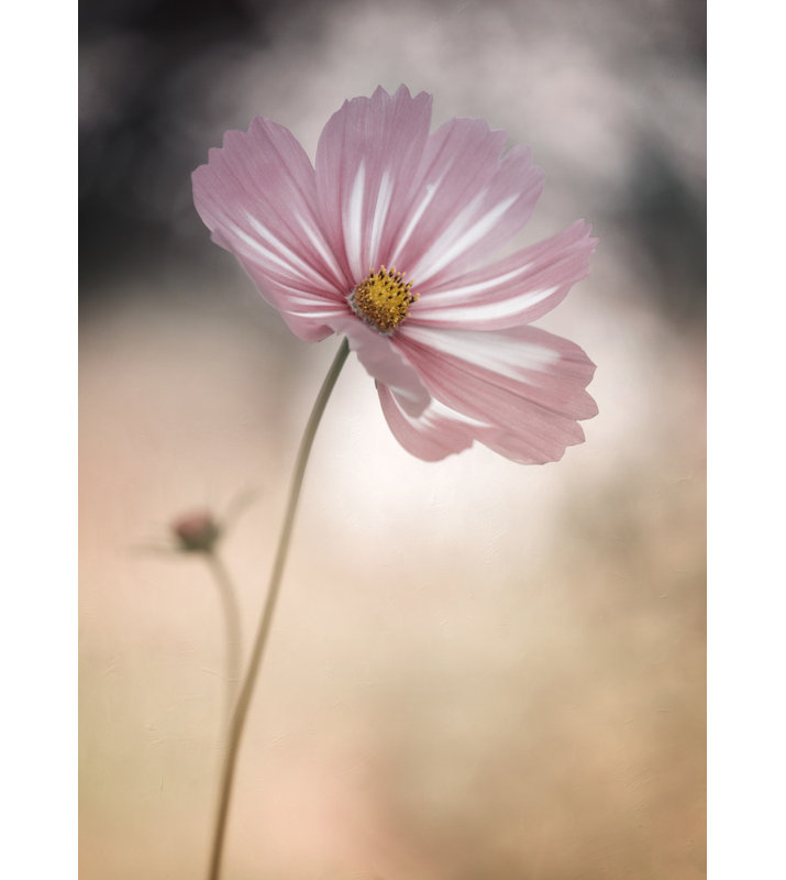 Wrapped Canvas Print, 121.92 cm H x 81.28 cm W