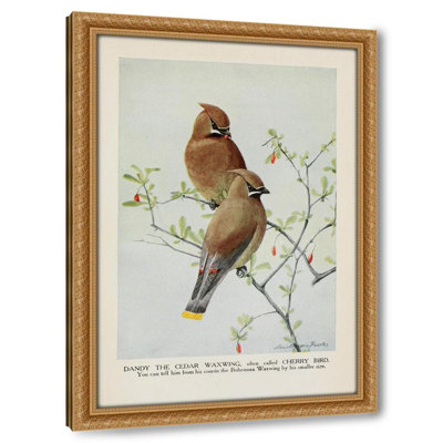 Dandy the Cedar Waxwing (Cherry Bird) (1919)
