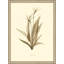 Cahaba Lily Painting