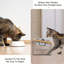 Mangeoire surélevée pour chat et petits chiens