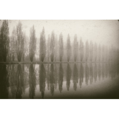 Trees In Fog V - Wrapped Canvas Print