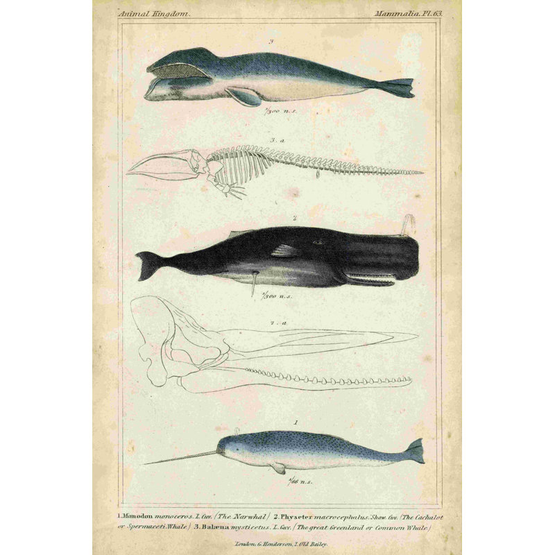Étude de baleines et de dauphins antiques III, H 18 po x l 12 po