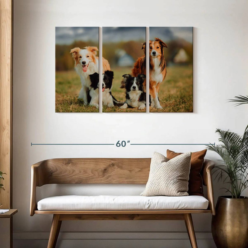 Chien border Collie, H 28 po x l 45 po