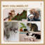 Waldenburg 100cm H Cat Tree