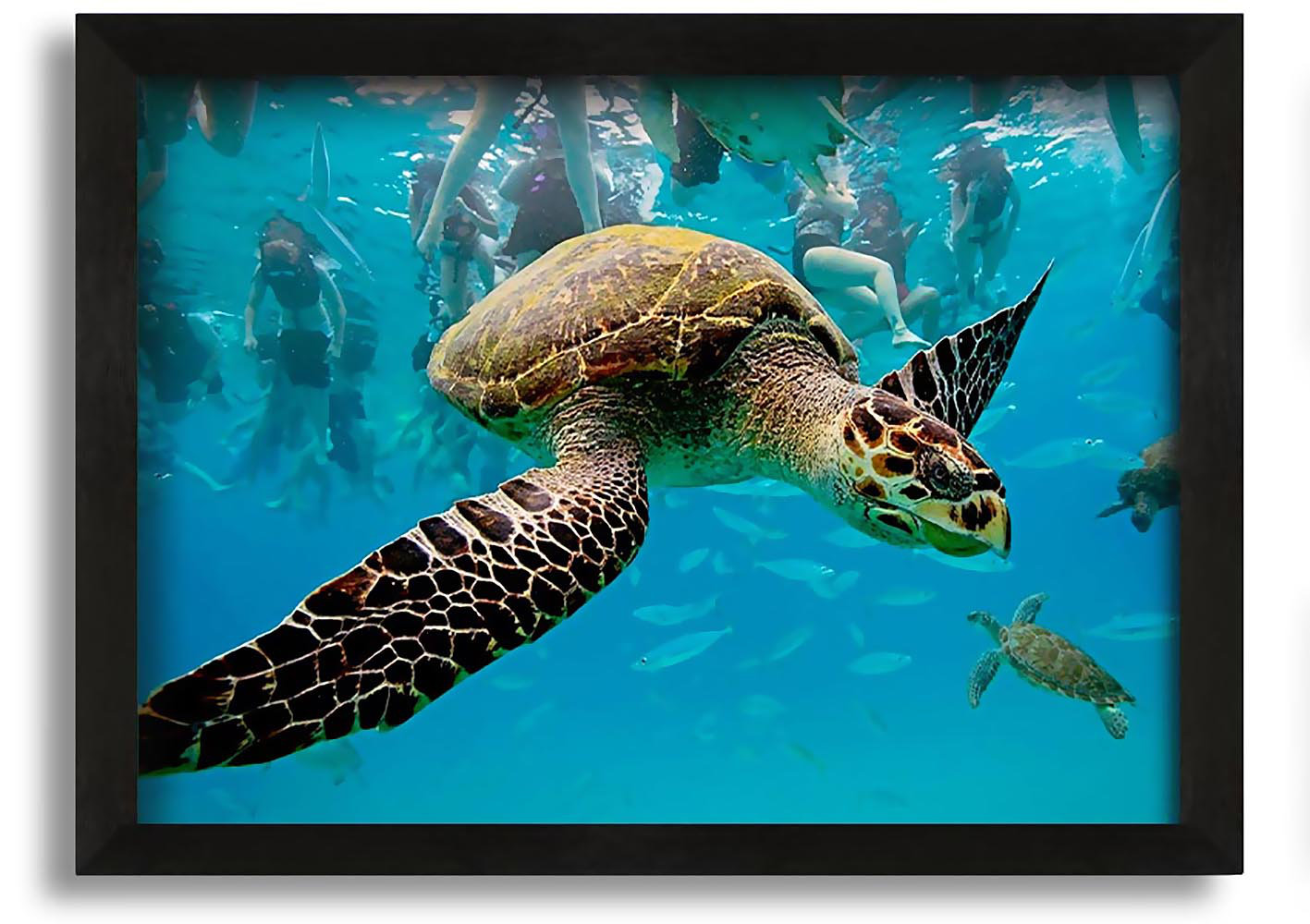 Sea turtle deals picture frame