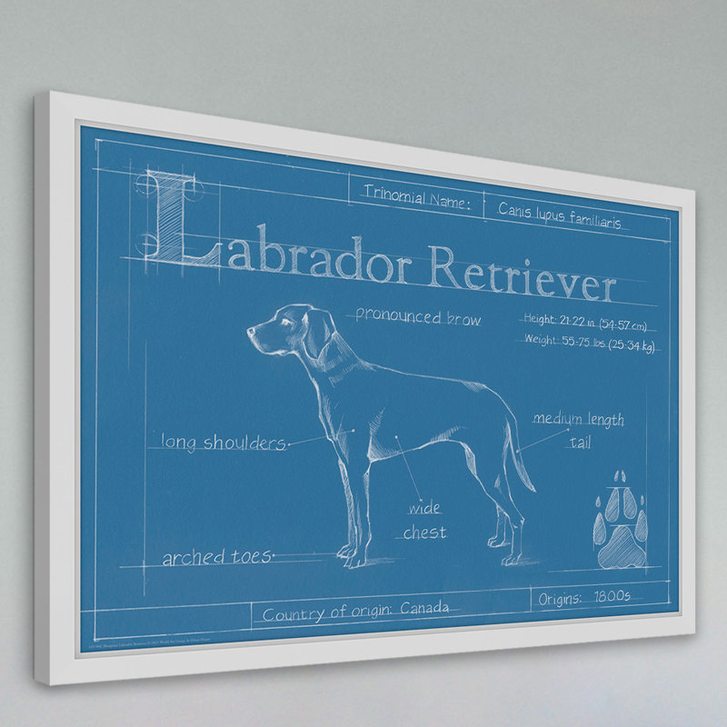 Art mural sur toile Trinx «Blueprint Labrador Retriever» par Ethan Harper, H 16 po x l 24 po x P 1,5 po