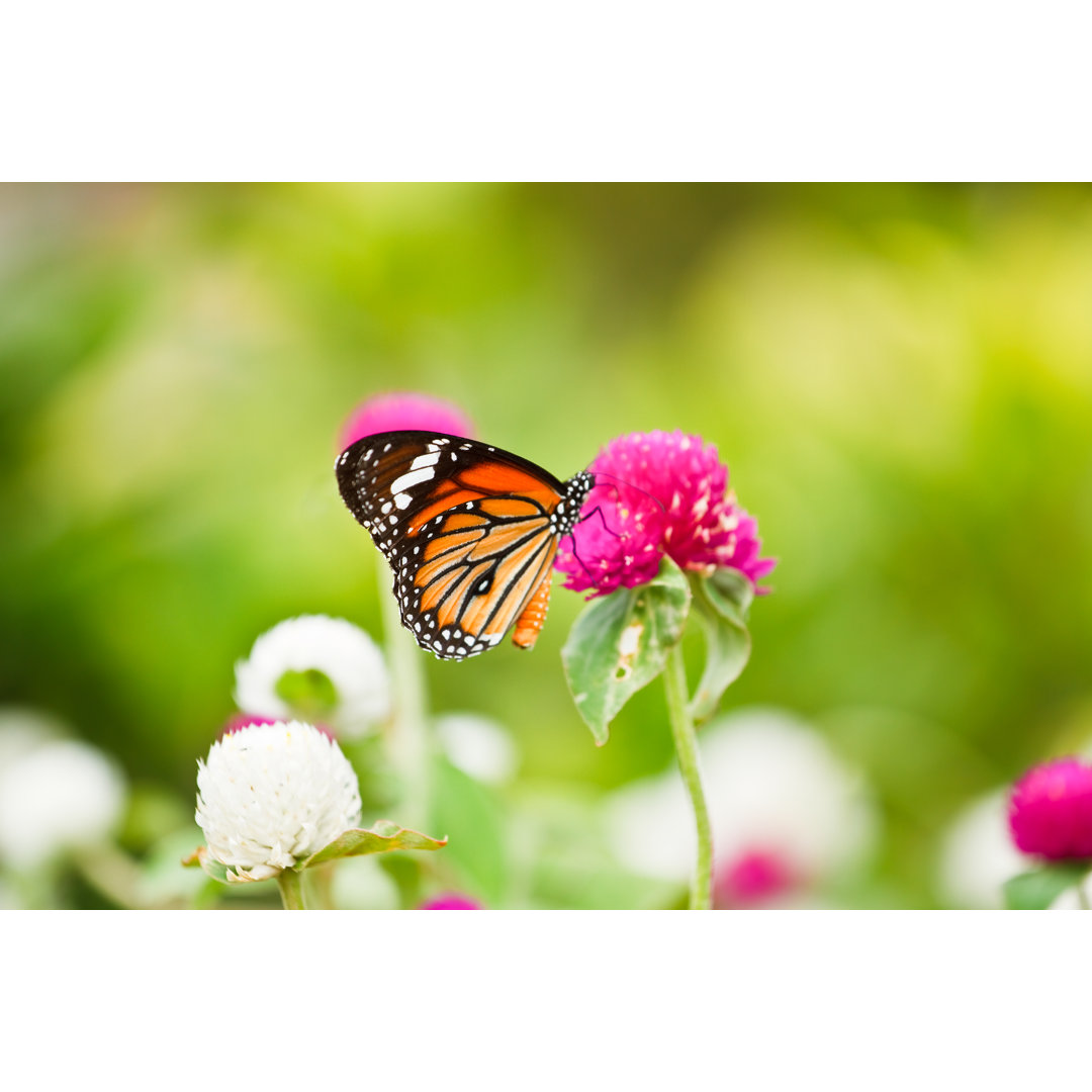 Leinwandbild - Schmetterling auf einer Blume