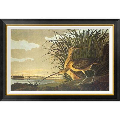 " Long-Billed Curlew " by James Audubon