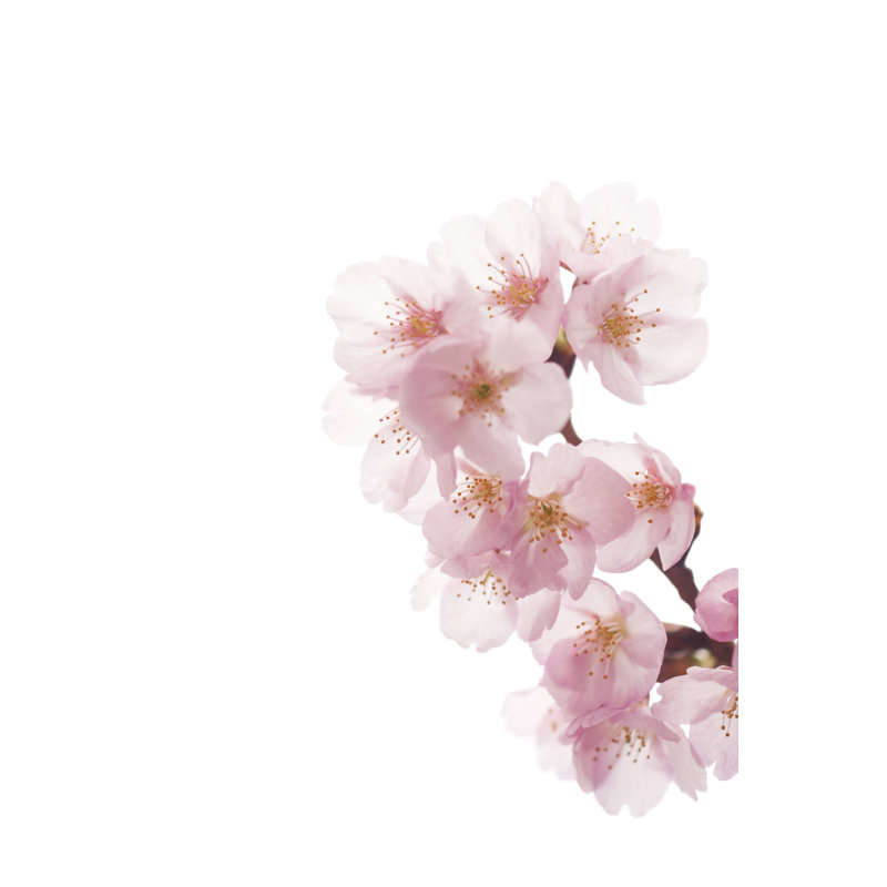 Pink Cherry Blossoms On White, 76cm H x 51cm W
