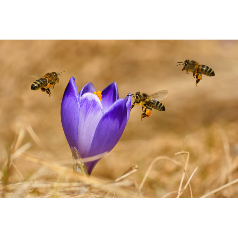 Honeybees by MirekKijewski - Wrapped Canvas Print, 81cm H x 122cm W