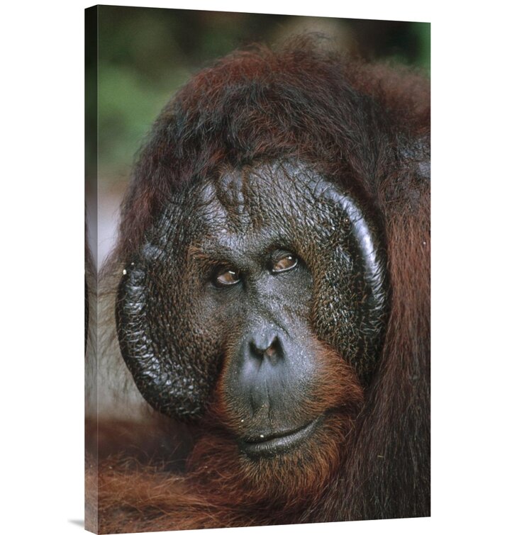 Borneo Tanjung Puting National Park 'Orangutan Old Male' On Canvas Print