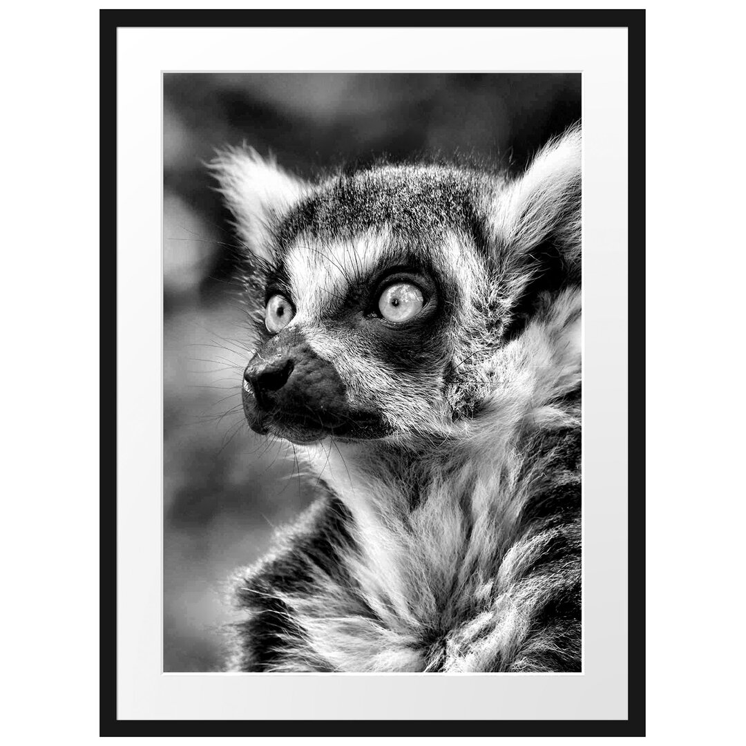 Neugieriger Ringelschwanzlemur Gerahmter fotografischer Kunstdruck