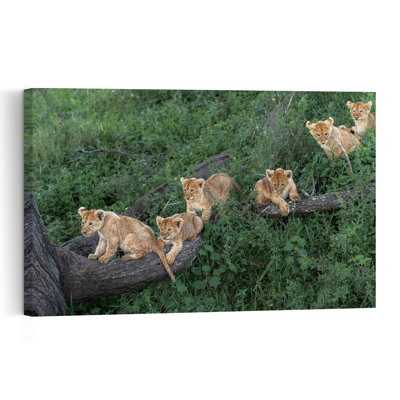Playful Lion Cubs Playful Abstract Contemporary Cat Lion Nature Tree Wall Art Print by Jeffrey C. Sink - 1 Piece Wrapped Canvas Wall Art