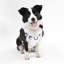 Harnais pour animal de compagnie Arlo-112400927-128618013