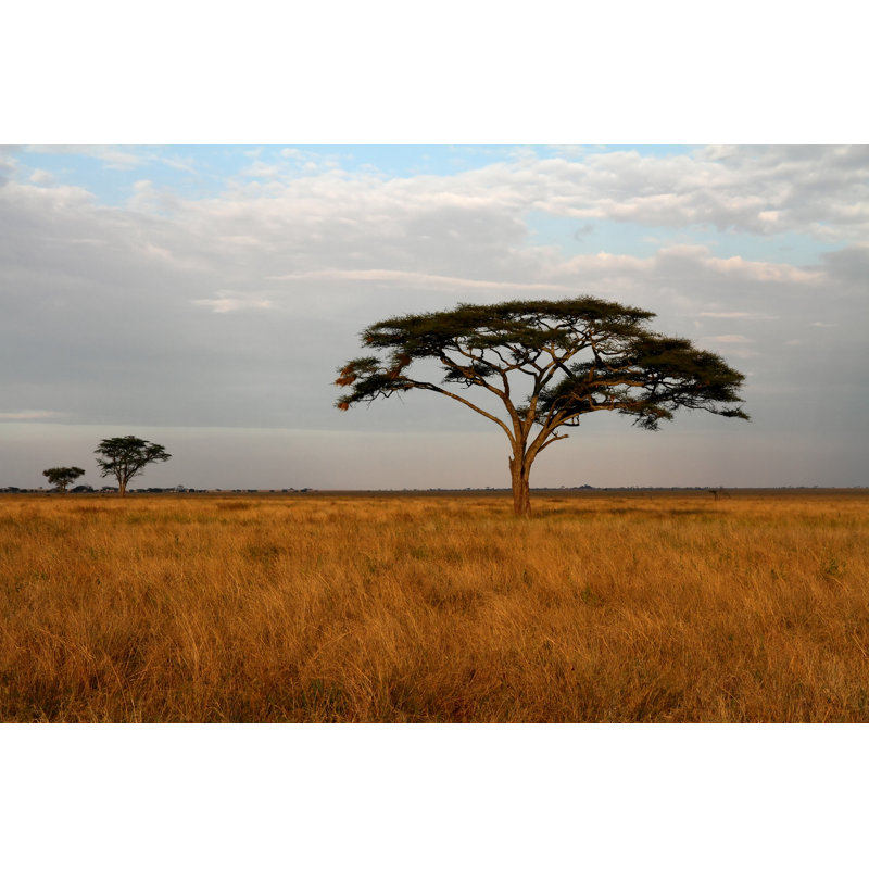 Leeryan Acacia Trees by RyanFaas - Wrapped Canvas Print, 30cm H x 46cm W x 3.8cm D