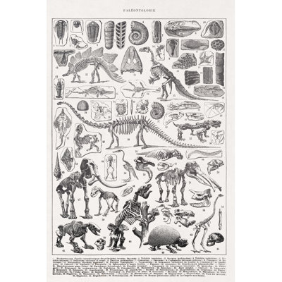 " 19Th Century Illustration Paleontology " by Gwengoat