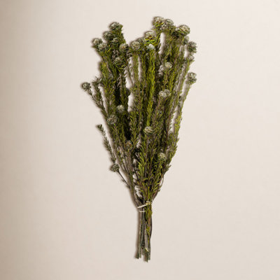 Preserved Tortum Stems