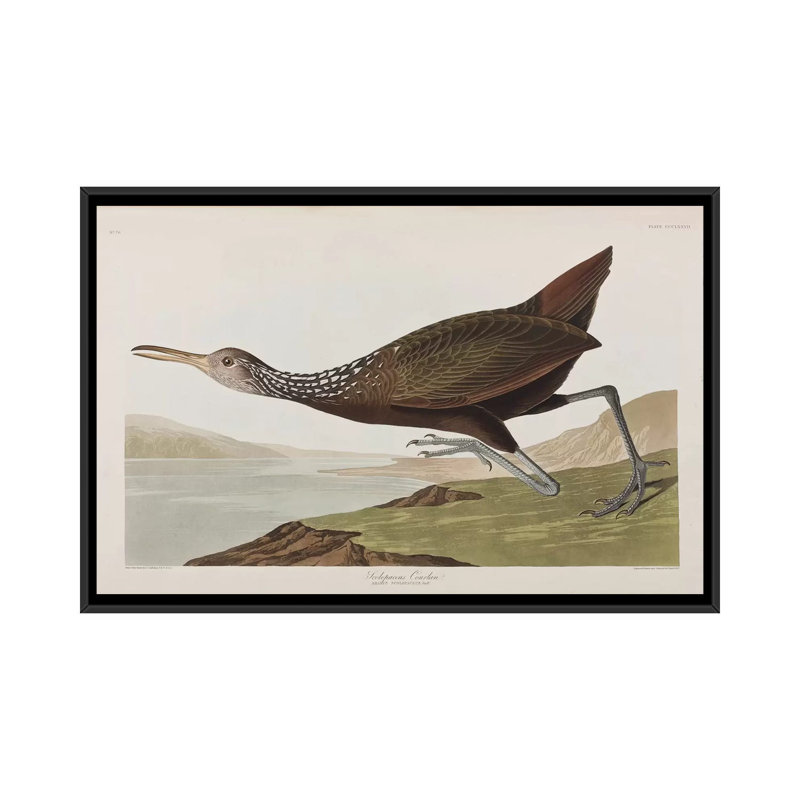 « scolopaceus courlan », impression sur toile, H 18 po x l 26 po x P 1,5 po, Toile avec cadre noir, Non mat