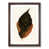 Walnut Framed
