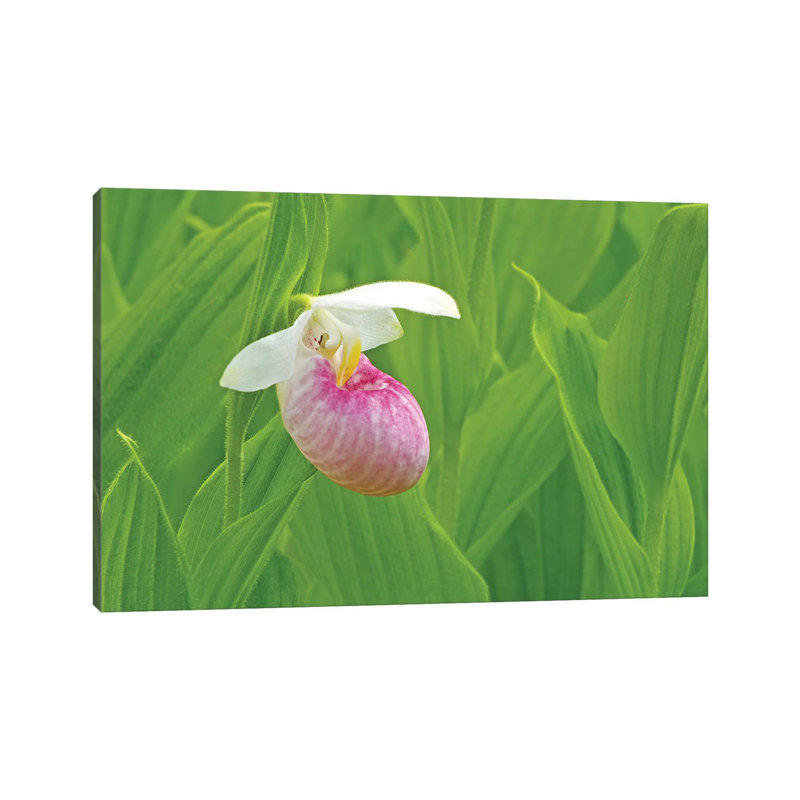 Single Lady Slipper by Brian Wolf - Wrapped Canvas Print, 20.32cm H x 30.48cm W x 1.91cm D