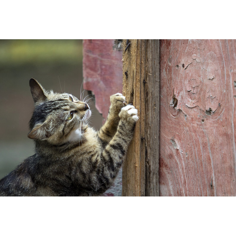 Kitten Scratching Wooden Gate by Yipengge, 8" H x 12" W