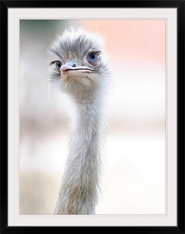 1 x photographie de beauté naturelle - reproduction de photo, H 15 po x l 12 po x P 1 po, Cadre noir