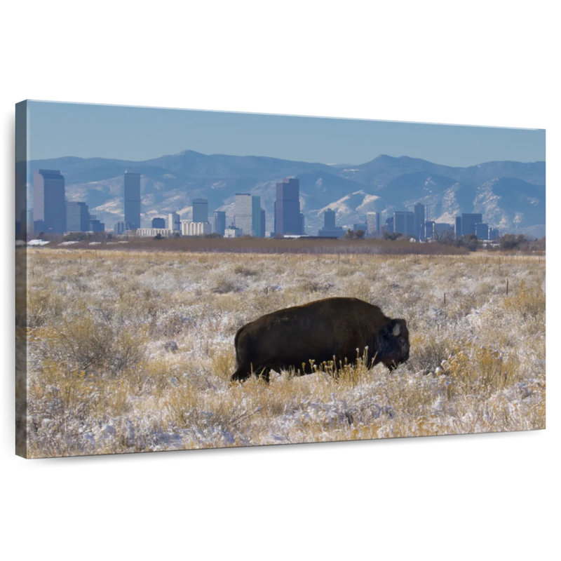 Brampt Denver Bison, 34" H x 51" W