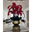 Orchidée Roberi en pot