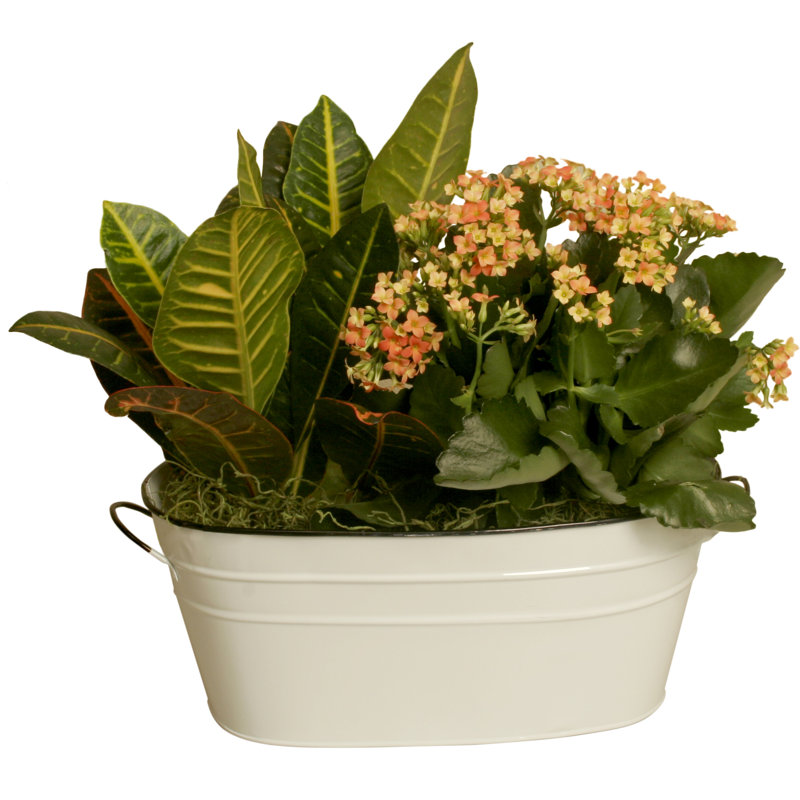 Pot à fleur Veltri, H 5,75 po x l 13,5 po x P 7,5 po
