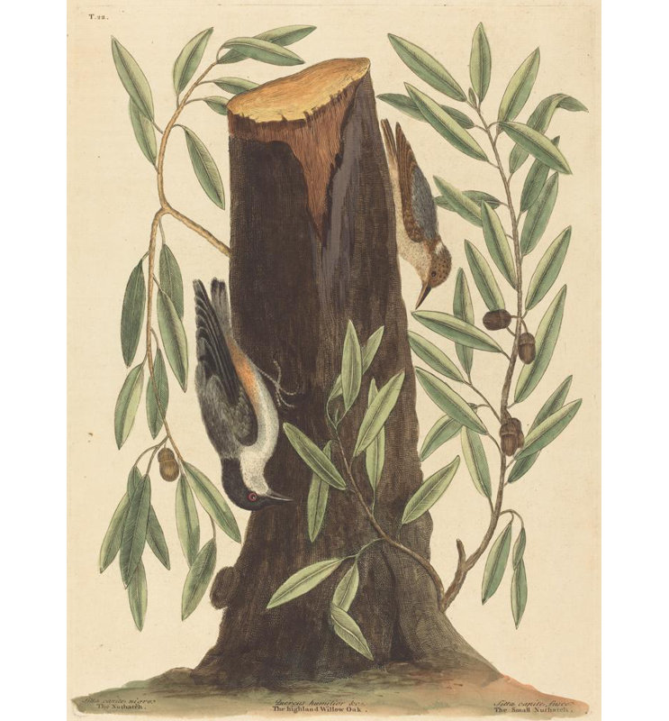 «The Nuthatch» par Mark Catesby - Art mural sur toile tendue avec châssis, H 24 po x l 17 po